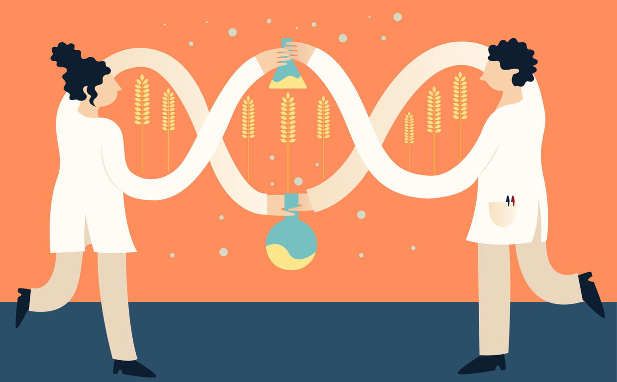 Еще раз про ГМО: молекулярный биолог — о мифах и пользе генно-модифицированных продуктов